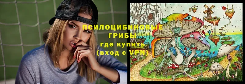 где найти   Лихославль  Псилоцибиновые грибы Cubensis 